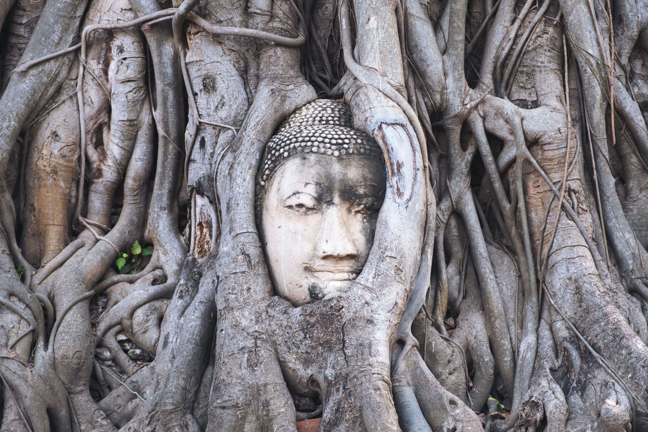 Wat Mahathat Ayutthaya Guide and the Famous Buddha Head